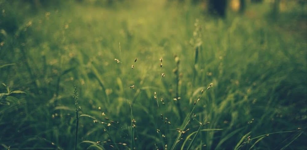 Wallcraft v3.3.61.01 MOD APK (Subscribed Unlocked)