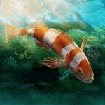 Aquarium Designer v1.1.0.0 MOD APK (Unlimited Money)
