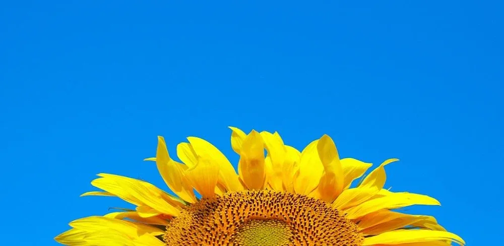 Simulator of Ukraine Premium v1.1.0.11 APK (Unlocked Game)