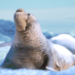 The Seal Elephant v1.1.2.5 MOD APK (Unlimited Money)